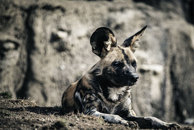 Close-up of a dog looking away