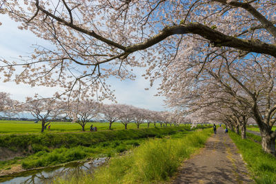 Cherry blossom trees along the river 
 kusaba river, chikuzen town, fukuoka prefecture