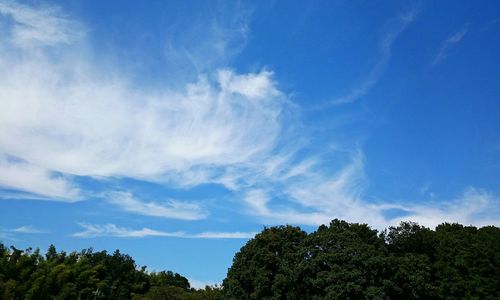 High section of trees against blue sky