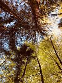 Low angle view of tree in forest