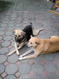 canine