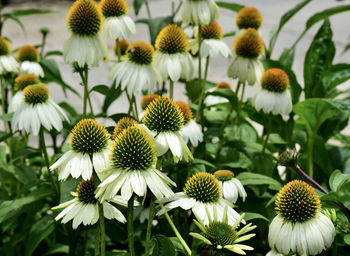 Close-up of flowering plants