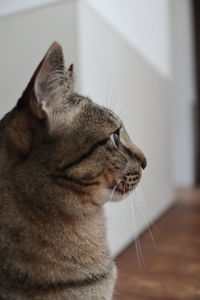 Close-up of a cat looking away