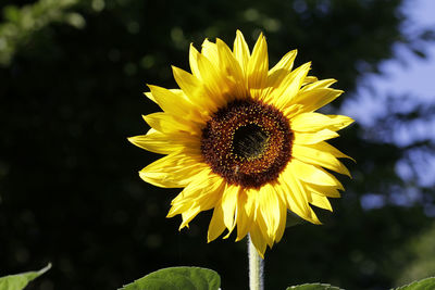 Close-up of yellow sunflower