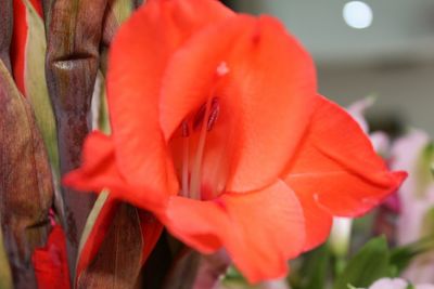 Close-up of red flower