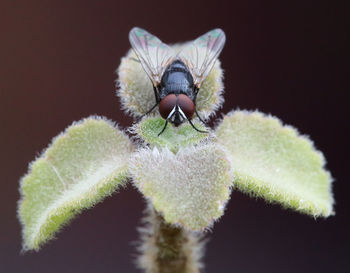 Close-up of insect on flower