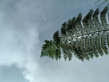 Low angle view of palm tree against sky