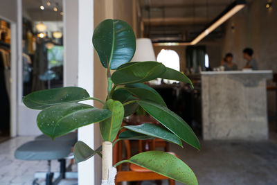 Close-up of potted plant against window in building