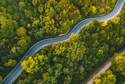 High angle view of road amidst trees in forest