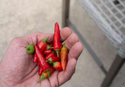 Male hand holds vibrant red chili peppers that are organic and fresh picked and waiting to be eaten