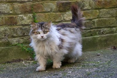 Portrait of cat by wall