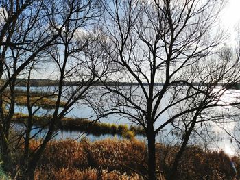 Bare trees by lake against sky