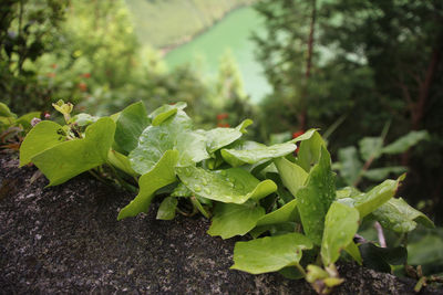 Close-up of green leaves on plant