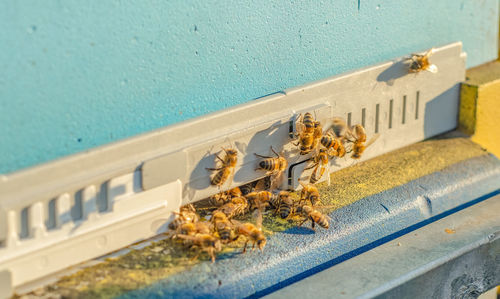 Bees at the entrance to the hive