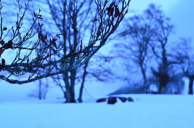 Close-up of bare tree during winter