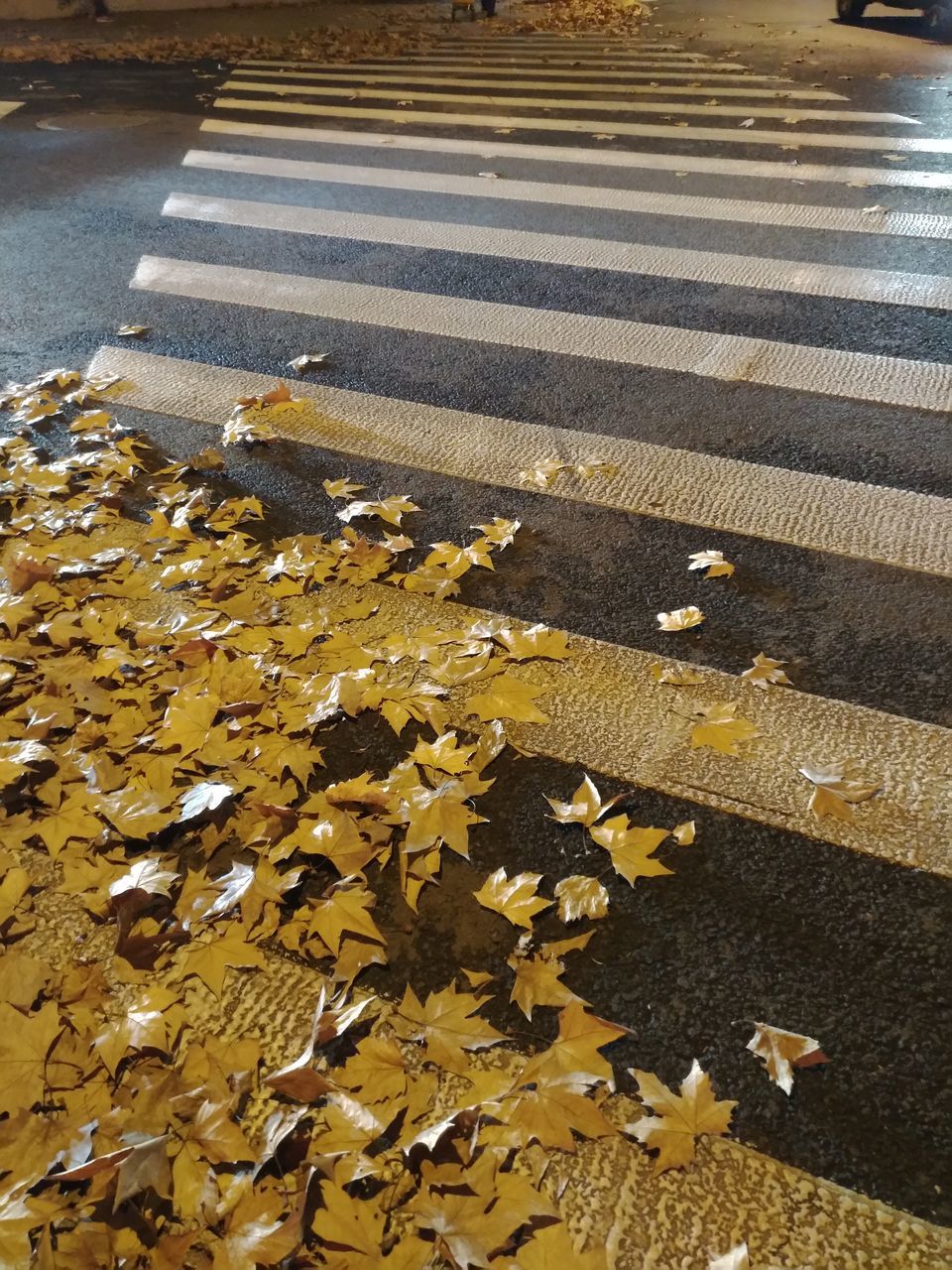 road, transportation, street, city, high angle view, autumn, yellow, road marking, sign, marking, falling, change, nature, no people, leaf, plant part, day, leaves, symbol, outdoors, natural condition