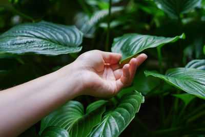 A woman's hand and a green leaves. woman and nature