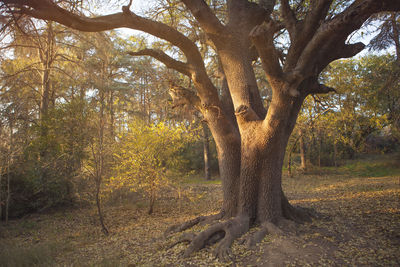 Trees in forest