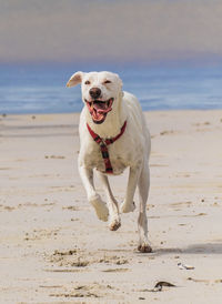 Dog running on beach