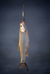 Close-up of fish hanging in water