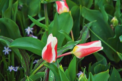 Close-up of red flowering plant