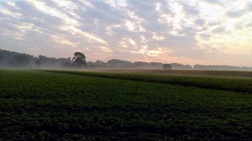 Scenic view of field against sky at sunset