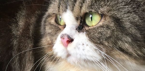 Close-up portrait of kitten