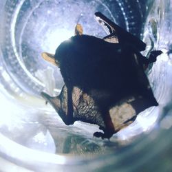 Close-up of bird in water