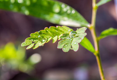 Close-up of raindrops on leaves