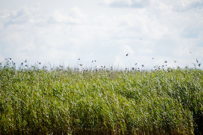 Birds perching on plants against cloudy sky