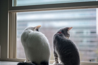 Close-up of cat by window