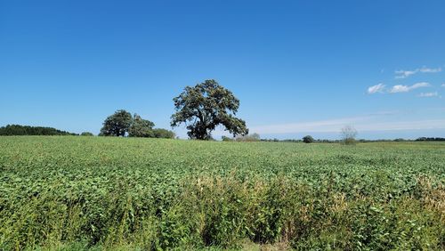 Scenic view of agricultural field against clear blue sky