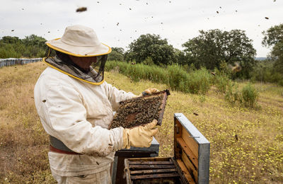 Rural and natural beekeeper, working to collect honey from hives