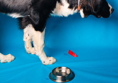 High angle view of a dog