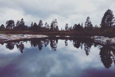 Reflection of trees in calm lake