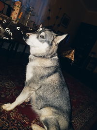 Close-up of dog sitting at home