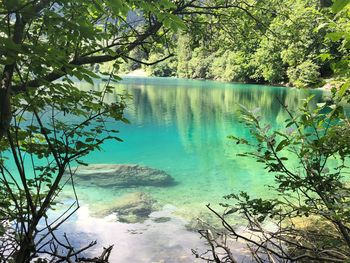 Scenic view of lake in forest