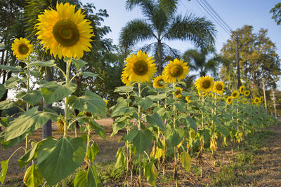 Close-up of yellow flowering plants on field