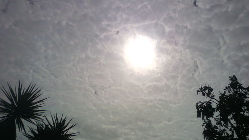 Low angle view of tree against sky