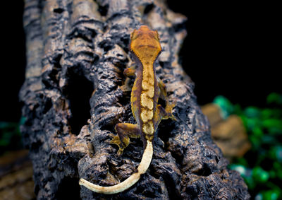 Close-up of lizard on tree trunk