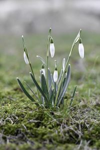 Close-up of snowdrops growing in grass during spring season