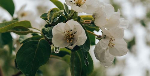 Close-up of white cherry blossom on tree