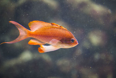 Fish swimming in sea