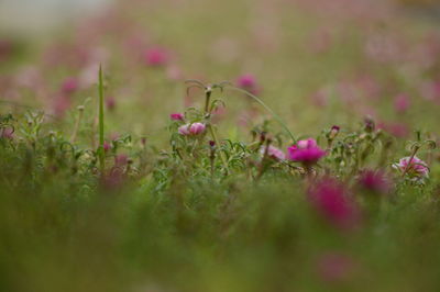 Close-up of pink flowering plants on field