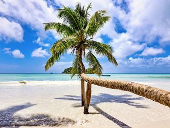 Palm tree by sea against sky