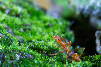 Close-up of frog on plant