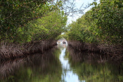 Scenic view of river amidst trees in forest