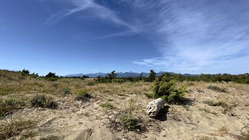 Scenic view of field against sky