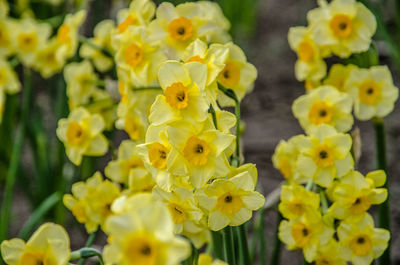 Close-up of yellow flowers