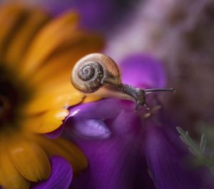 Close-up of snail on purple flower